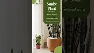 Snake Plant: The Ultimate Indoor Air Purifier!** 🌿