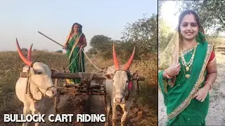 Bullock Cart Riding by Beautiful maharastrian women 🥰 In traditional✨get-up of ❤Maharashtra 😍