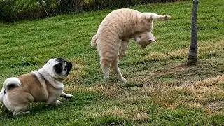 Cats Acting Unhinged