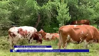 10 milioni dalla regione calabria per gli allevatori custodi dell&rsquo;agrobiodiversit&agrave;