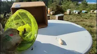 AVISPA ASIÁTICA!!!! ENVIO UN TROYANO