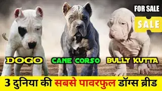 Cropped ear CANE CORSO | DOGO ARGENTINO | BULLY KUTTA | घर बैठे बैठे ऑर्डर करे