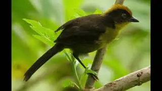 Tricolored Brushfinch