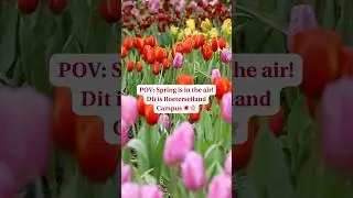 Lente op Roeterseiland 🌸 | Studeren aan de UvA in Amsterdam