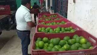 A la baja precio de lim&oacute;n persa en Mart&iacute;nez de la Torre