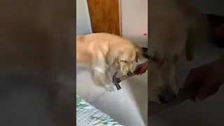 EU N&Atilde;O SOU S&Oacute; UM BICHO DE ESTIMA&Ccedil;&Atilde;O, sou? #pets #goldenretriever #blumenau #viralvideo #shorts #pet