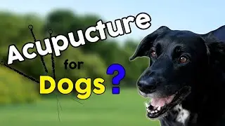 Acupuncture for Dogs? Does it really work?