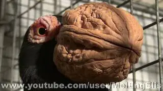 Le Pigeon 