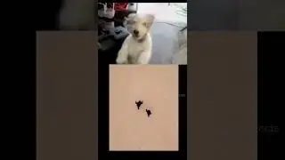 Dog Reacts to funny Video | Hilarious Dog Laughs! #9 #shorts