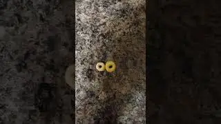when Froot Loops were bigger than Cheerios