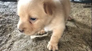 When Play Gets Rough: Dogs Bite Each Other in a Chaotic Showdown