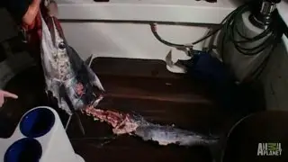 Marlin Desecrated by Giant Squid | Man-Eating Super Squid