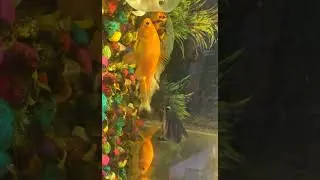 farrukhabad​ #fatehgarh​ #aquarium​ #fish​ #fishaquarium​ #fishvideos​ #fishtunnel​ #shorts #video