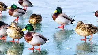 🦆❄️ Зимний приют перелётных птиц в пустыне Такла-Макан