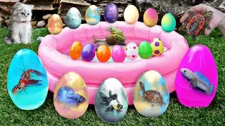 Find shell snails, conch, hermit crabs, crabs, starfish, sea fish, fish, eels, sea urchins #13