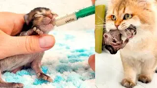 Too many kittens, not enough milk - syringe feeding newborn kittens