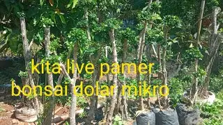 kita live pamer bonsai dolar mikro Teguh prayitno Teguh bibit sedang live sekarang!
