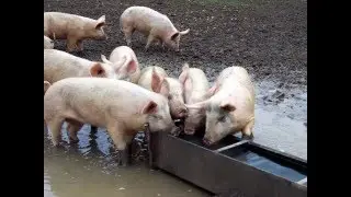 A Documentary about Pig meat and pork: Health side effects, problems for body and dangers