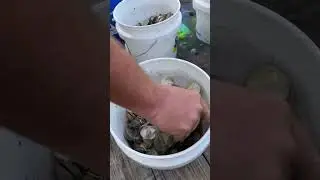 Making substrate for my Red Mangroves! #redmangrove #mangroves #mangrove