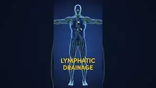 3 Best Foods for Lymphatic Drainage #shorts