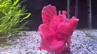 Rhinopias Eschmeyeri 40 gallon Predator Reef
