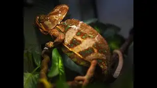 Decker Chameleon Three Point Light