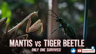 This Insect Fight Was More Brutal Than Expected | Mantis vs Tiger Beetle
