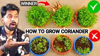 धनियां ऐसे उगाओ I How to Grow Coriander from seeds at Home