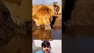 Funny animal reaction 🤣😁 #explorepage #trending #viral #viralposts #shorts