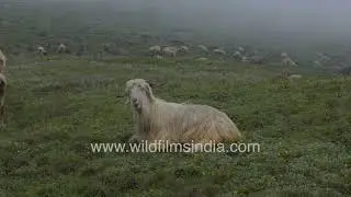 Serene Himalayan Pastures with Sheep Grazing in Misty Meadows