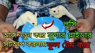 আজকে লুসি সুগার গ্লাইডার বাচ্চা সেটআপ করলাম ফুল টেম করা 😱 #বিদেশি #কাঠবিড়ালি #বাচ্চা #animelove 