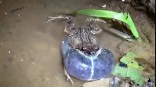Male t&uacute;ngara frog mating call