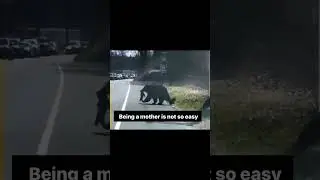 The animals are so funny #mother #bear #motherbear #cubs