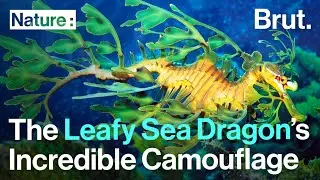 The Leafy Sea Dragon&rsquo;s Incredible Camouflage