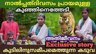 നാൽപ്പതുദിവസം പ്രായമുള്ള കുഞ്ഞിനെത്തേടി കുടിലിലെത്തുന്ന കടുവ|Tribal Family|Sabarimala Forest |Tiger|