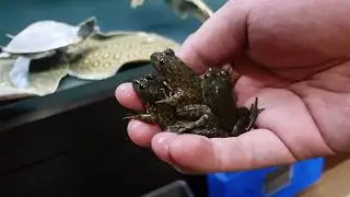 22 October 2017 Arowana Community Tank Vlog #186