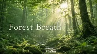 🌲Forest Breath｜Gentle Nature Ambient Music｜Still Studio