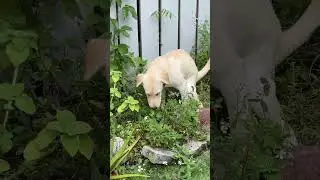 How Dogs Sense Storms #hurricane  #milton #florida #dog