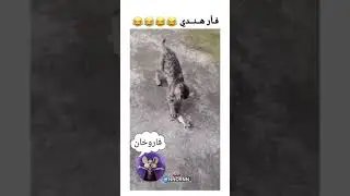 حتئ الفيران الهنديه متعوب عليهااااااا @MBCDS-w4d