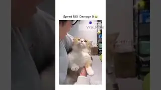 #cat #art #cute #cutecat #india #indian #reels #yt #viralreels #ytshorts