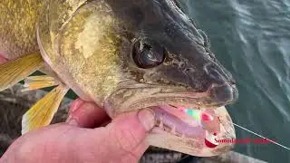 Spring walleye