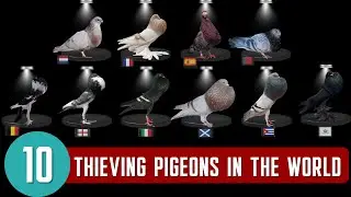 Top 10 Thieving Pouter Pigeon Breeds in the World