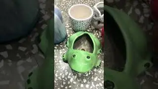 Purchase small ceramic pots for balcony garden#shortsvideo