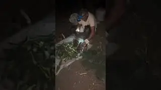 seu Ol&iacute;mpio na lida cortando palma pra alimentar seus bichos no sert&atilde;o da Bahia