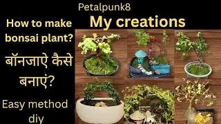 How to make a jade bonsai plant? बोनसाई पौधा कैसे बनाएं? Easy method, from my experience 🤗 #viral