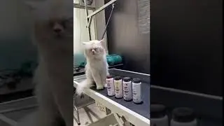 Cat Hair colouring