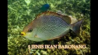 5 JENIS IKAN BARONANG YANG ENAK UNTUK DI KONSUMSI