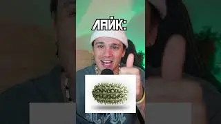 Какой ты Дикий Огурец?