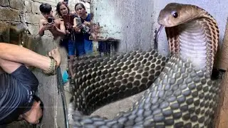 JUMBO COBRA SA IMBAKAN NG KAHOY