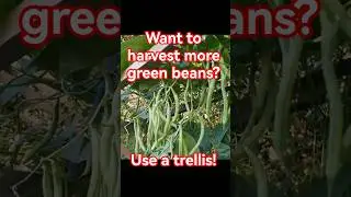 Garden tips 37 - Grow more beans by using trellises #beans #polebean #gardeningtips